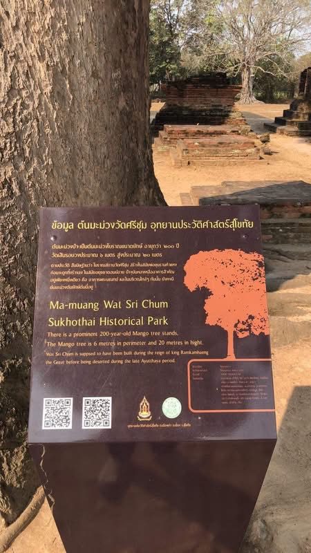 ป้ายข้อมูลวัดศรีชุม อุทยานประวัติศาสตร์สุโขทัย